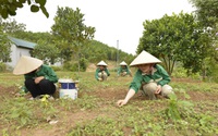 Nông dân Việt Nam xuất sắc 2022 đến từ Quảng Ninh là một người trồng, chế biến dược liệu, doanh thu tiền tỷ