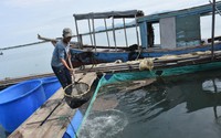 Cá nuôi lồng bè ở Bà Rịa-Vũng Tàu đồng loạt tăng giá, có loài cá bán 290.000 đồng/kg, cao nhất trong nhiều năm