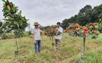Cả làng ở Hà Giang trồng cây cảnh, trồng hoa, đếm sơ sơ cũng có nhiều tỷ phú