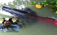 Thú chơi vương giả của đại gia Việt: Nuôi "quái vật" Amazon hải tượng long có gì đặc biệt?