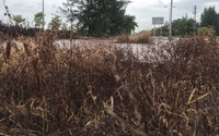 Vụ cây, cỏ chết hàng loạt ở thị xã Cửa Lò do xịt thuốc diệt cỏ, xử lý doanh nghiệp làm sai như thế nào?