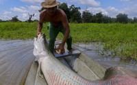 Tổng cục Thủy sản: Cá hải tượng long không thuộc danh mục loài thuỷ sản được phép kinh doanh tại Việt Nam