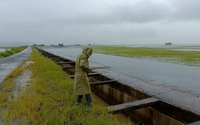 Mưa lớn ở Đắk Lắk: Hàng ngàn hecta lúa ngập sâu
