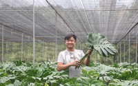 Tỷ phú nông dân Lâm Đồng có nụ cười tỏa nắng, trồng cây cảnh bán lá khổng lồ mà giàu lên