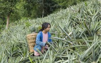 Điện Biên: Người dân Mường Nhà thoát nghèo nhờ trồng cây dứa 10 quả như 10