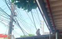Một con khỉ xổng chuồng ra ngoài cắn bị thương 7 trẻ em ở đảo Phú Quý của Bình Thuận