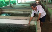Tây Ninh: Làm hồ trên cạn nuôi dày đặc con đặc sản, một nông dân khiến cả làng phục lăn