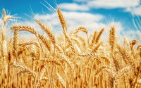 Giá lúa mì tăng cao khiến giá bánh mì tăng chóng mặt, Nigeria muốn nhập khẩu lúa mì biến đổi gen 