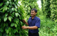 Nông dân sản xuất kinh doanh giỏi Đắk Lắk: Trồng cà phê, nuôi vịt thành tỷ phú nông dân