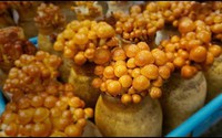 Trồng và thu hoạch một số loại nấm theo phương pháp hiện đại