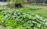 Dân chung cư ở Hà Nội phát cỏ dại, khai hoang cuốc đất trồng rau