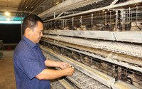 Nuôi thứ chim bé như nắm tay đẻ trứng sòn sòn bán sang Nhật Bản, nuôi nhiều Nhất Việt Nam là doanh nghiệp này