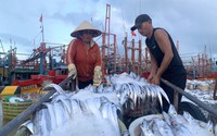 Chạy bão Noru, ngư dân Quảng Bình vẫn kịp mang thuyền đầy cá vào bờ