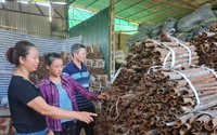 Nữ tỷ phú trồng quế, thu mua vỏ quế ở Yên Bái được bình chọn là "Nông dân Việt Nam xuất sắc 2022"