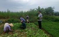 Hội Nông dân Đà Nẵng tích cực hỗ trợ nông dân thu hoạch rau màu "chạy" bão Noru