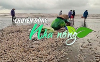 Chuyển động Nhà nông 30/9: Hàng chục tấn ngao giấy trôi dạt vào bờ biển Nam Định