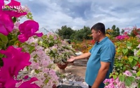 Trồng hoa giấy, nông dân Đồng Nai thu nhập tiền tỷ mỗi năm 