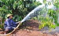 Vì sao ngay bây giờ nông dân Gia Lai phải ra sức tưới cà phê, mỗi gốc cây cà phê tưới bao nhiêu lít nước?