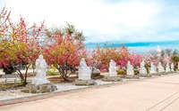 Hoa đào trong khuôn viên nhà Phật