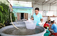 Đây là một giống thủy sản ươm, nuôi ở Ninh Thuận được Cục Sở hữu trí tuệ cấp giấy chứng nhận bảo hộ