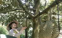 Cây sầu riêng ví như cây tiền tỷ xuất hiện ở Việt Nam từ bao giờ, nơi đầu tiên trồng sầu riêng là tỉnh nào?