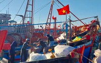 Ngư dân Ninh Thuận hối hả ra khơi đón "lộc" biển sau Tết