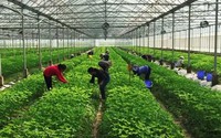 Một loại rau gia vị đang hot ở Việt Nam, bán ra nước ngoài, nơi nào trồng nơi đó nông dân đổi đời