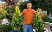 Ông bố Việt làm vườn di động hơn 100 loại rau, nấu đủ món đón Tết ở Anh