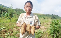 Đặc sản vùng cao xuống phố: Loại củ rẻ như khoai lang nhưng có công dụng đáng kinh ngạc, cực nhiều vitamin