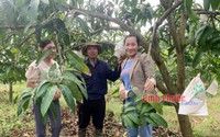 Ở một nơi của Bình Phước, đang nghịch vụ mà vườn xoài cây nào cây nấy thấp tè đã ra la liệt trái