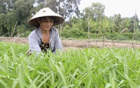 Xây dựng nông thôn mới, thu nhập người dân Bình Chánh, Củ Chi, Cần Giờ... liên tục tăng