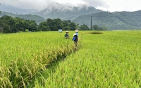 Giống lúa Đài Thơm 8, “chú ngựa ô” của nông dân Hà Nội
