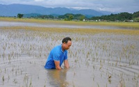 Ngập sâu vì mưa lũ, hàng ngàn hecta lúa ở Đắk Lắk bị thiệt hại nặng