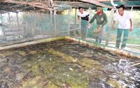 Nhiều người đến xem cá lóc, cá chình nuôi dày đặc trong bể xi măng của một ông nông dân Phú Yên
