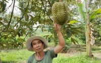 Trồng sầu riêng, một nông dân Bình Phước tự trả lương cao cho mình, còn tạo việc làm cho nhiều lao động