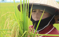 Trồng lúa hữu cơ trên cánh đồng Buôn Trấp ở Đắk Lắk, nông dân giảm chi phí, thu nhập tăng