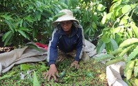 Nhọc nhằn nghề hái cà phê thuê ở Tây Nguyên