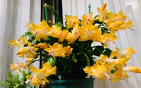Tết sớm với cây cảnh "vạn lượng vàng" rực rỡ, lễ hội, đón tài lộc, may mắn vào nhà