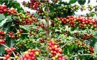 Giá cà phê ngày 28/11: Cà Robusta giá tiếp tục tăng, lo ngại nguồn cung thiếu hụt
