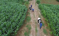 Đi tìm một chữ "xanh" trong nông nghiệp: Tận mắt khám phá nông nghiệp tuần hoàn ở thủ phủ bò sữa Mộc Châu (bài 5)