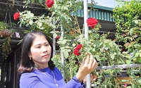 Vườn mẫu nông thôn mới ở nơi này của Quảng Ninh bạt ngạt hoa hồng cổ, đâu đâu cũng đẹp, thơm ngây ngất