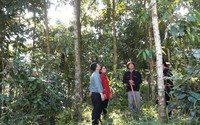 Đây là cách một anh nông dân Yên Bái từ hộ cực nghèo nay có thu nhập hàng tỷ đồng
