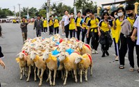 Màn “catwalk” độc lạ của hàng trăm con cừu giữa đường phố Ninh Thuận