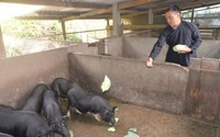 Trồng chè, trồng rau xanh, nuôi lợn đen, một nông dân ở Hà Giang hết nghèo, có của ăn của để