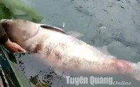 Rất hiếm ở Tuyên Quang: Ngư dân dùng vó bắt được cá mè "khủng" nặng gần 50kg