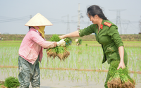Hình ảnh Công an Thủ đô bì bõm lội ruộng giúp dân cấy lúa