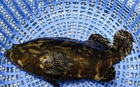 Loài cá đặc sản ở Quảng Ninh làm món dát vàng này không chấm nước cốt chanh mà chấm nước quả gì?