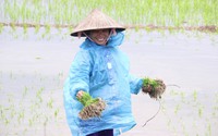 Nông dân Quảng Bình mặc áo mưa đi cấy lúa giữa mùa Xuân giá lạnh