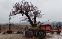 Người trồng đào ở Hà Nội dầm mưa phục hồi đào sau Tết