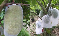 Giá mít Thái hôm nay 5/2: Không nên dùng bao lưới loại nào để trái mít Thái không bị vỡ gai?